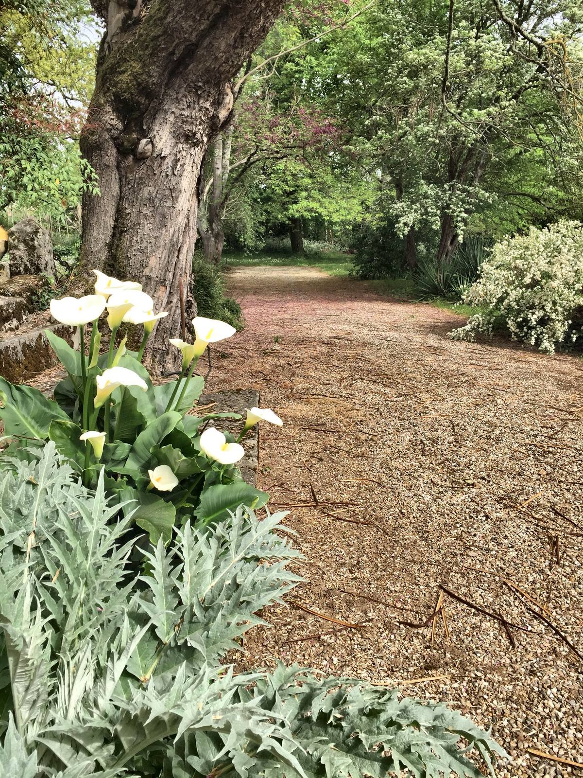 Une allée bordée d'arums